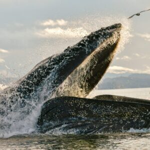 Group logo of Whale Watching