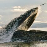 Group logo of Whale Watching